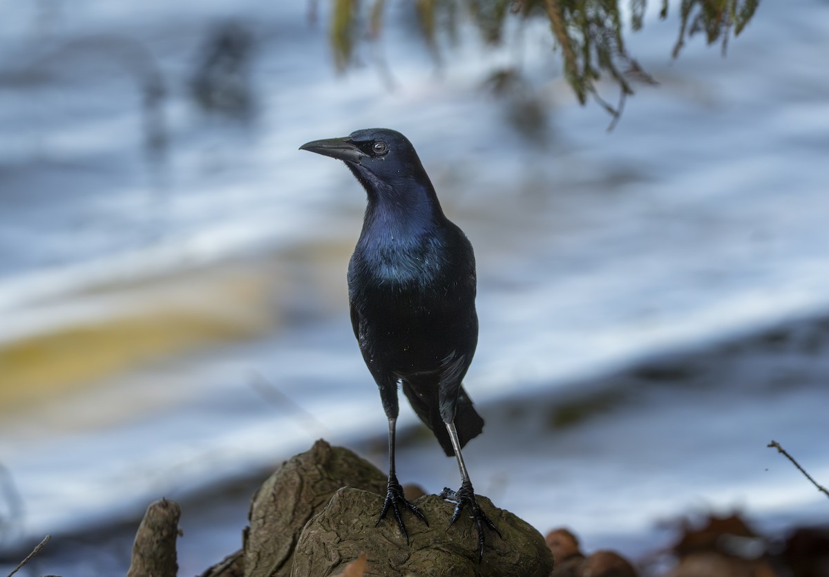 Denizci Kiskal - ML646403370