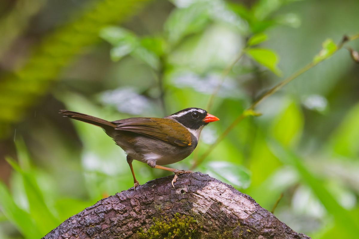 Orange-billed Sparrow - ML646403374