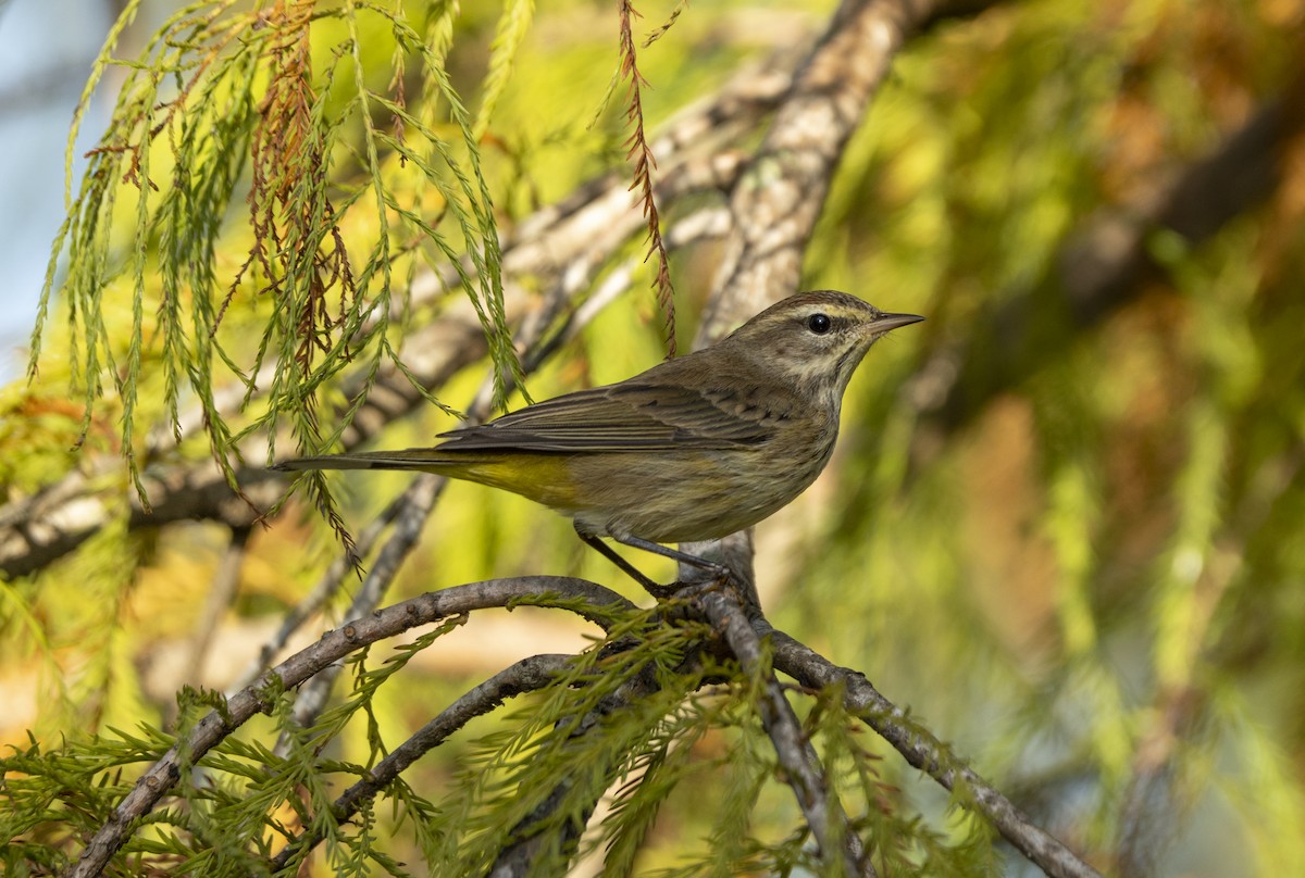 Palmiye Ötleğeni - ML646403375
