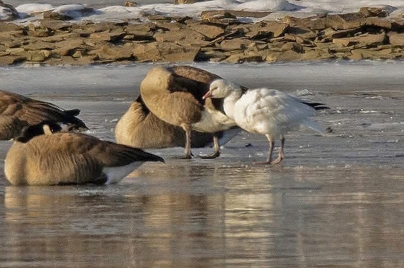 Ross's Goose - ML646403377