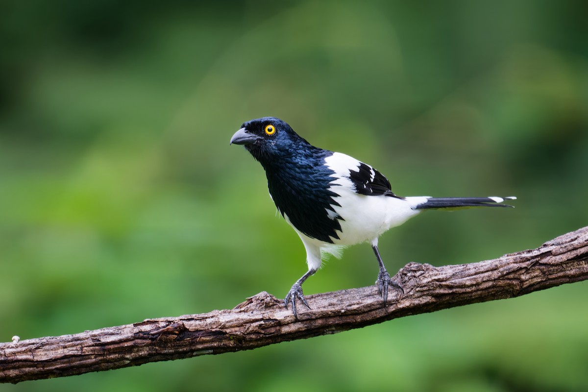 Magpie Tanager - ML646403379