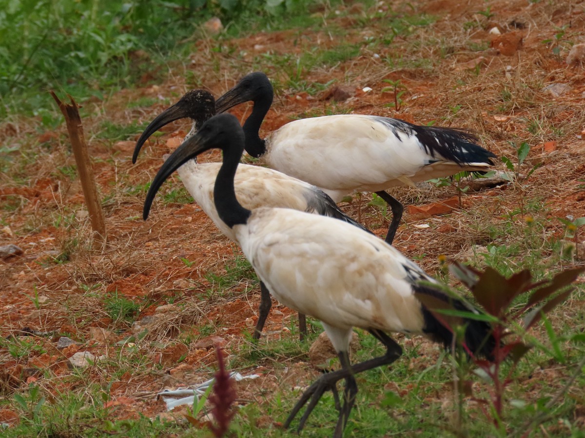 ibis posvátný - ML646403382