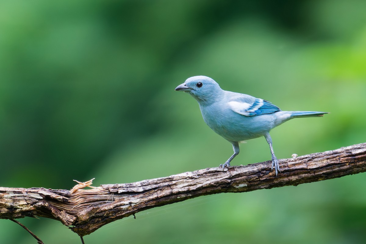 Blue-gray Tanager - ML646403384