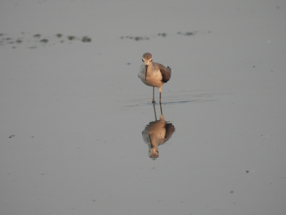 Marsh Sandpiper - ML646403385