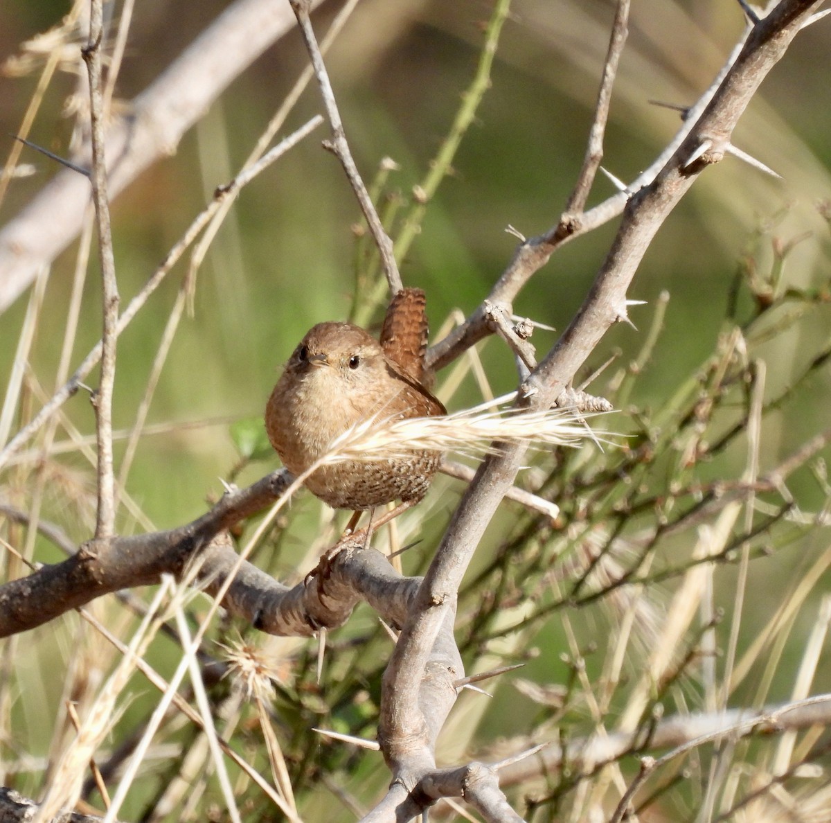 Winter Wren - ML646403390