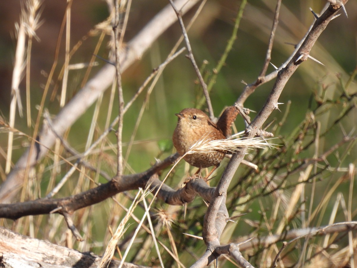 Winter Wren - ML646403391