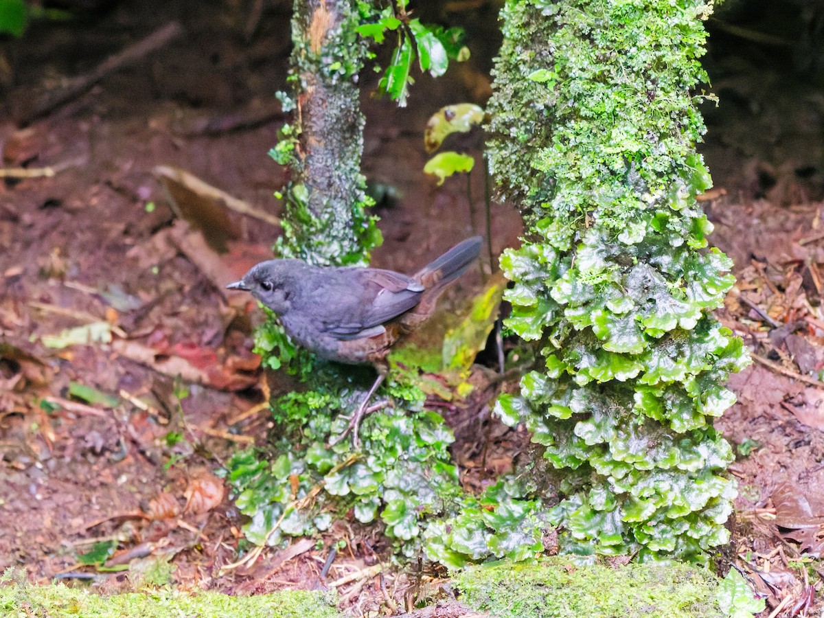 Long-tailed Tapaculo - ML646403392