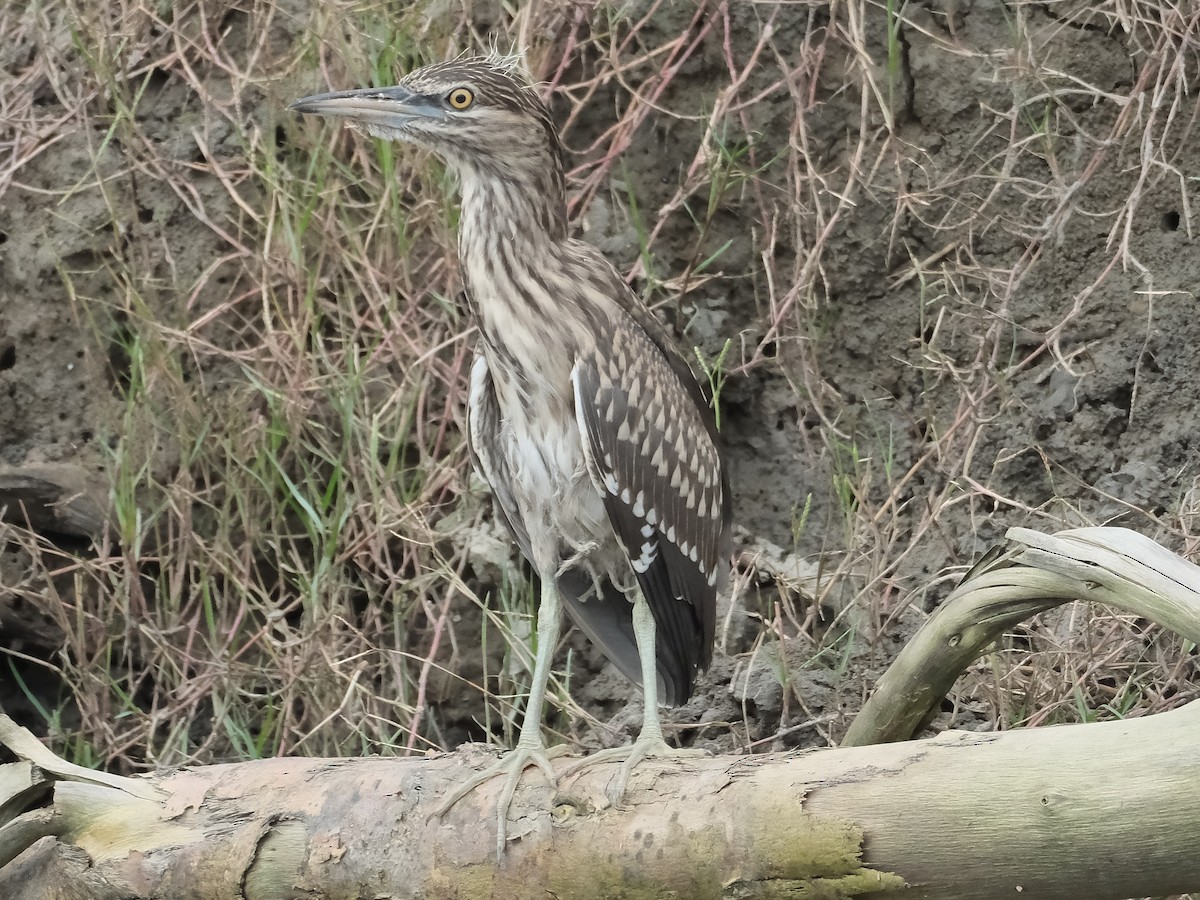 Black-crowned Night Heron - ML646403394