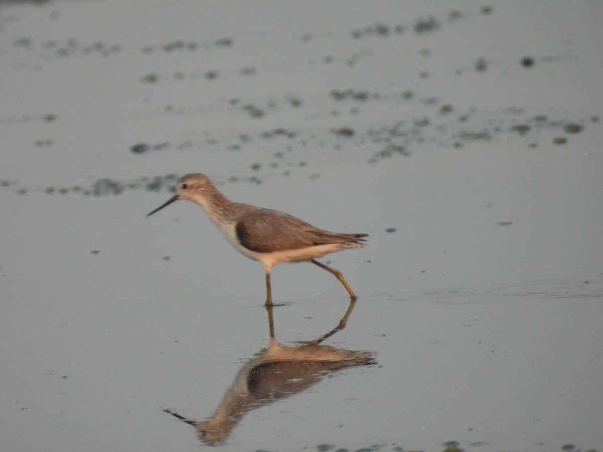 Marsh Sandpiper - ML646403395