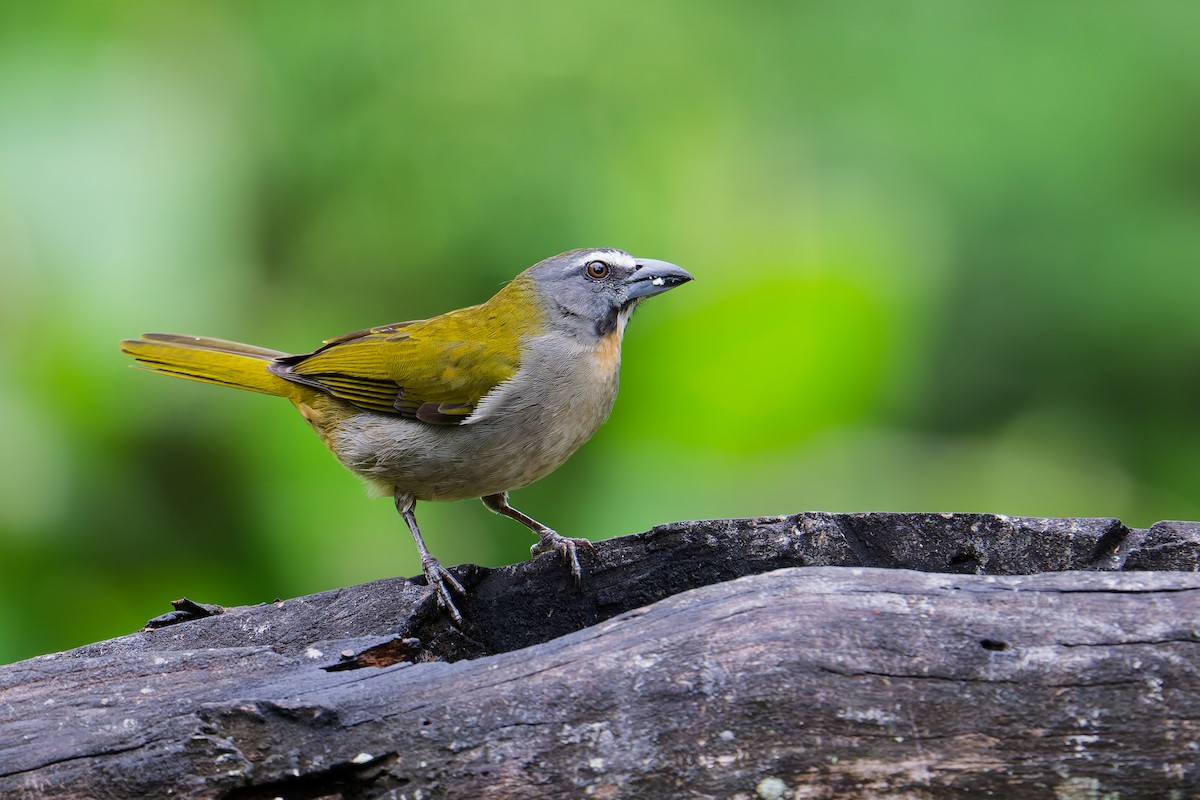 Buff-throated Saltator - ML646403396