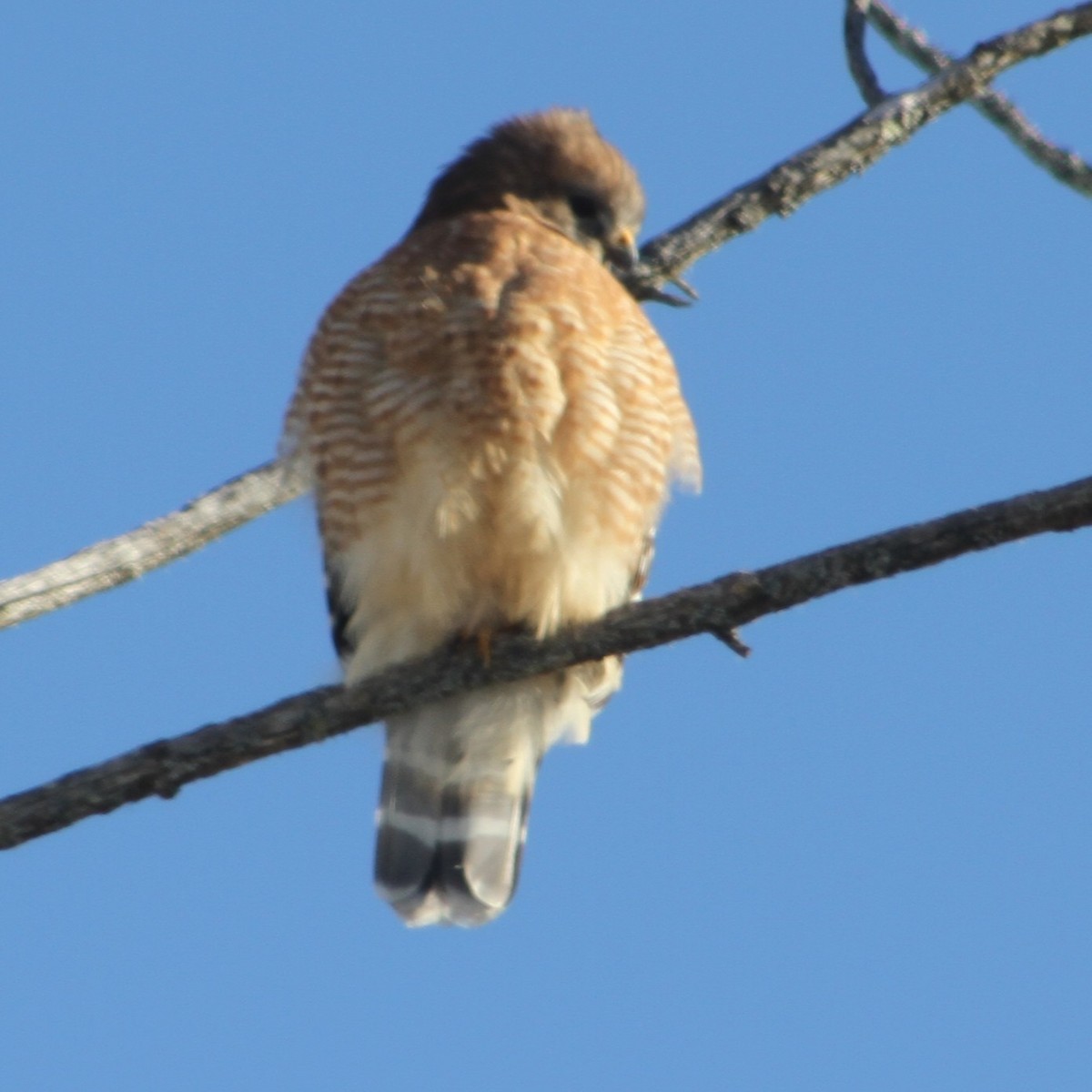 Red-shouldered Hawk - ML646403397