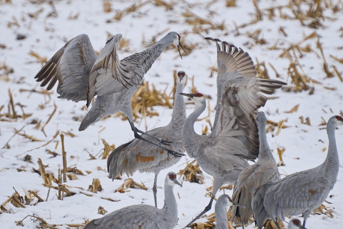 Sandhill Crane - ML646403398