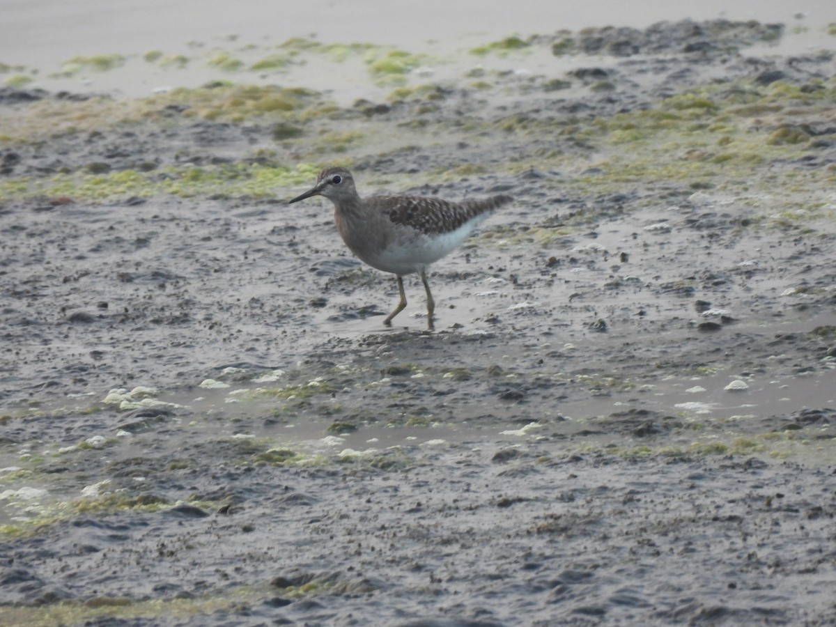 Шугуйн хөгчүү - ML646403402