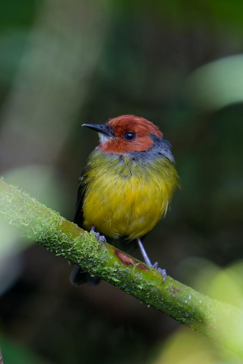 Johnson's Tody-Flycatcher - ML646403404