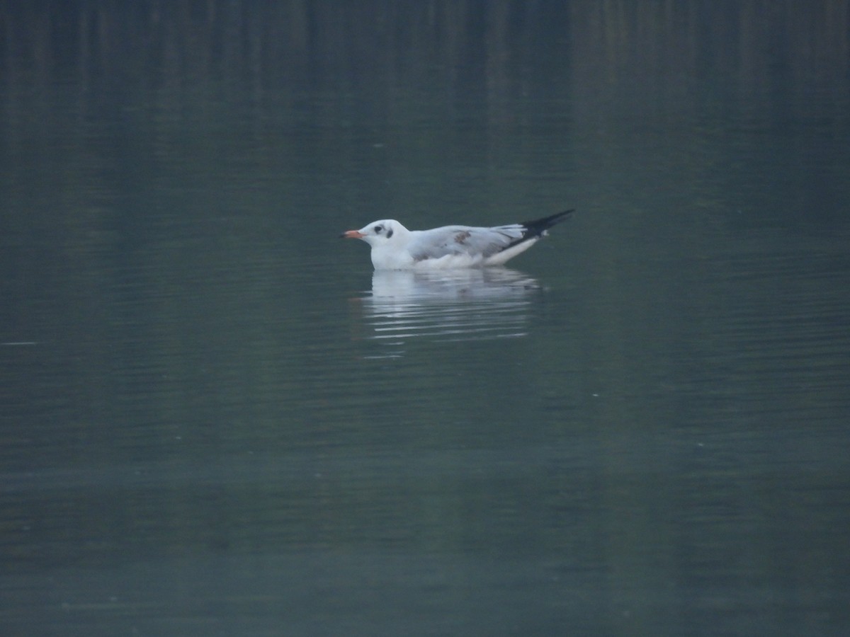 Black-headed Gull - ML646403407