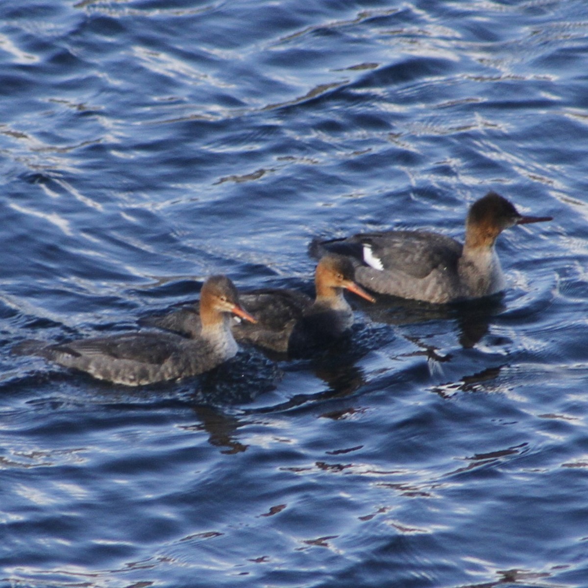 Red-breasted Merganser - ML646403411