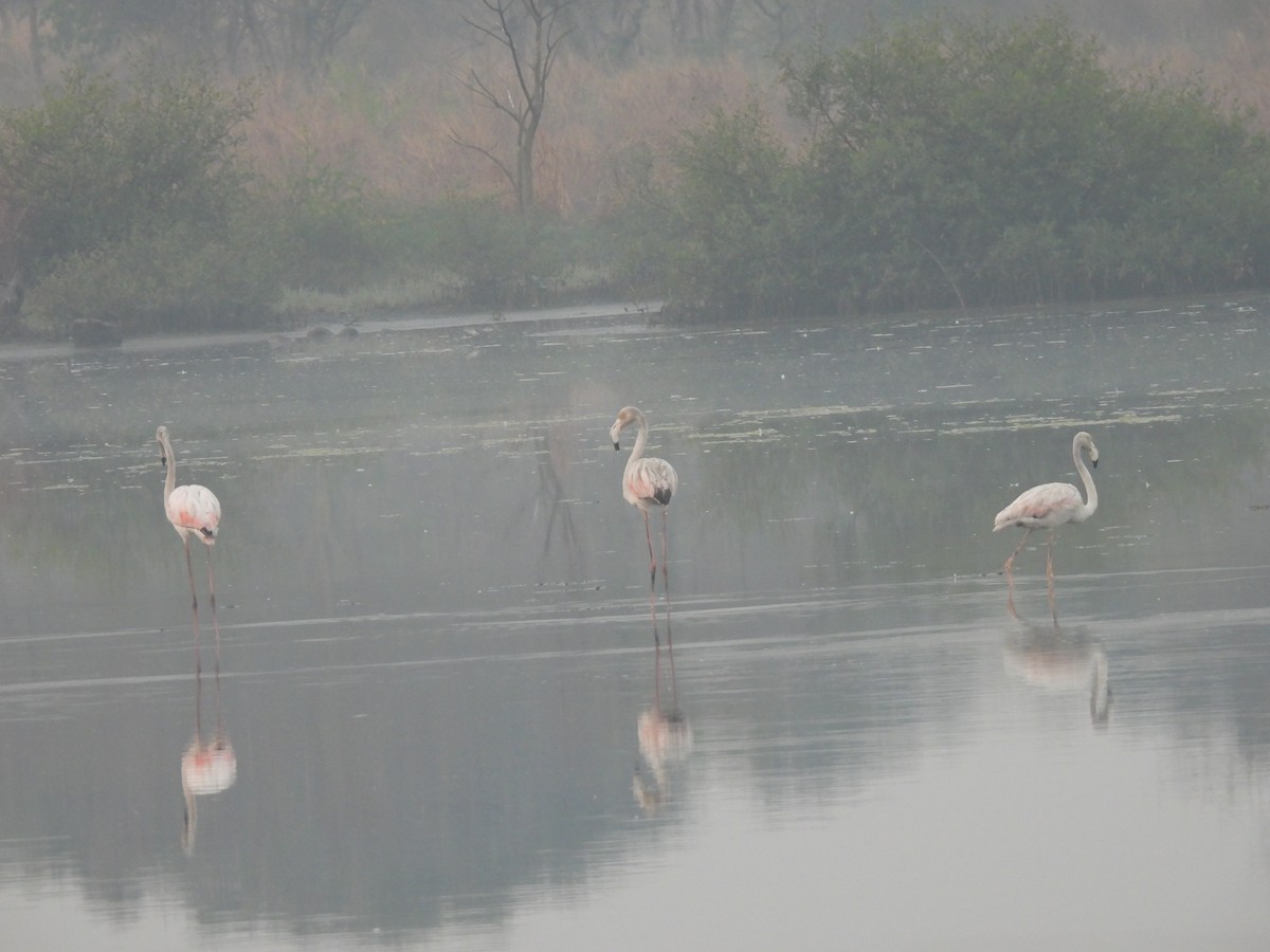 Greater Flamingo - ML646403412