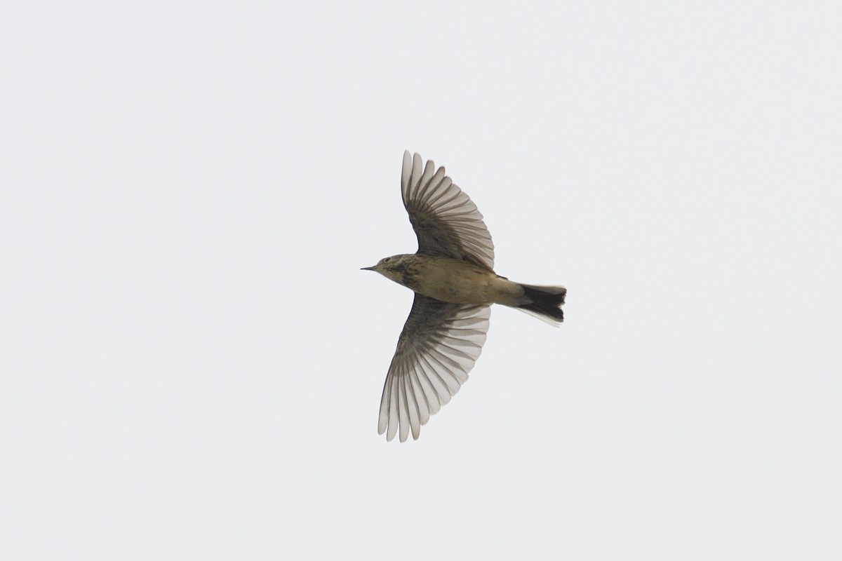 アメリカタヒバリ - ML646403413