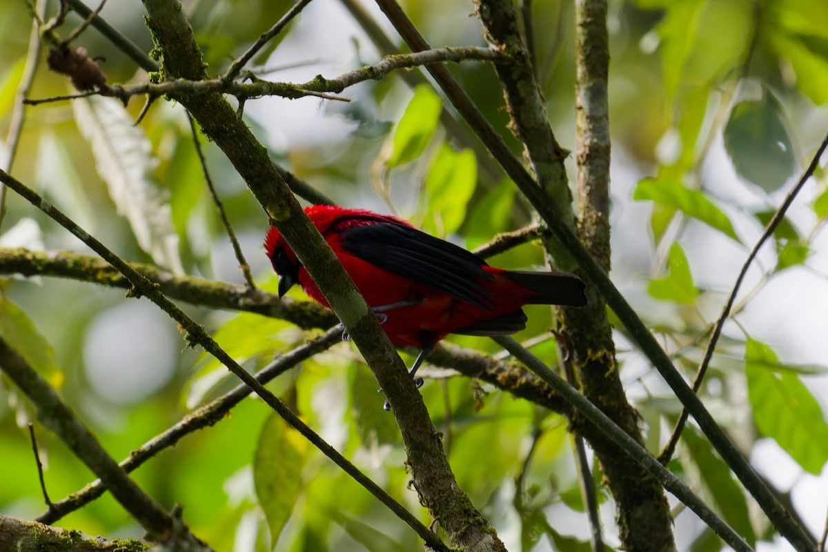 Vermilion Tanager - ML646403414