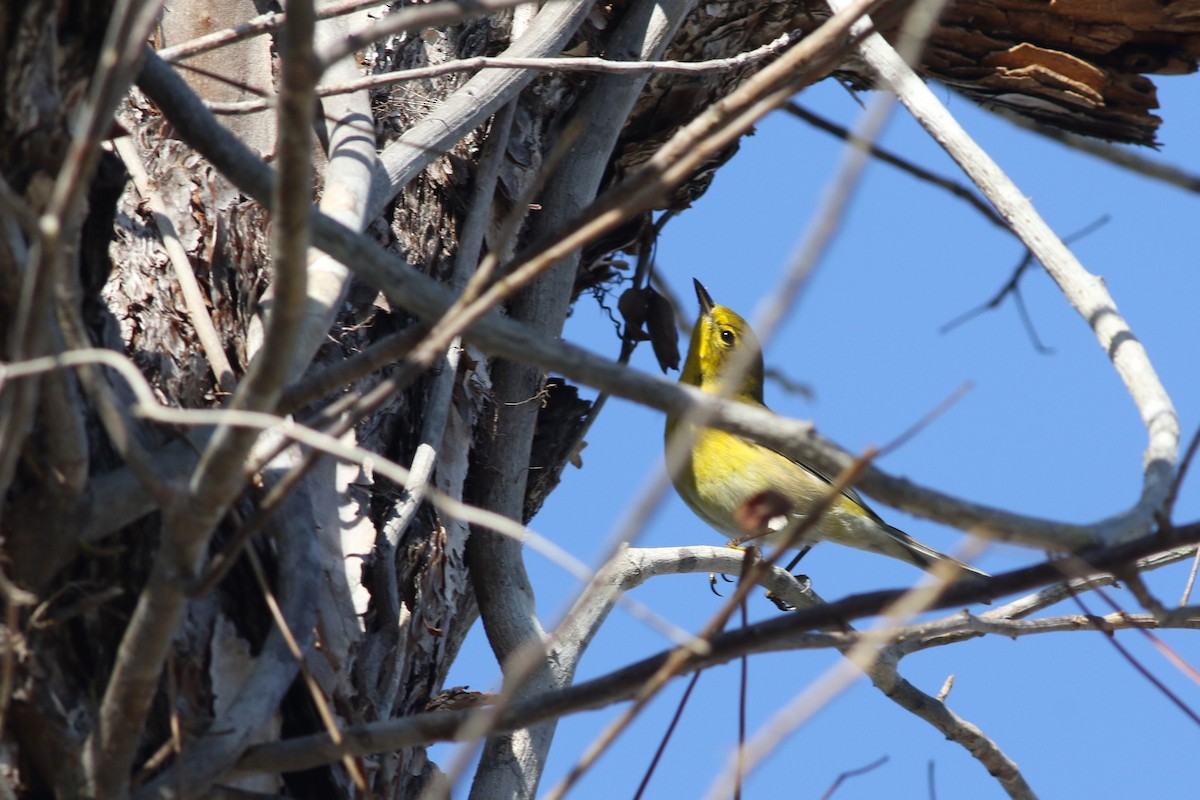 Pine Warbler - ML646403415