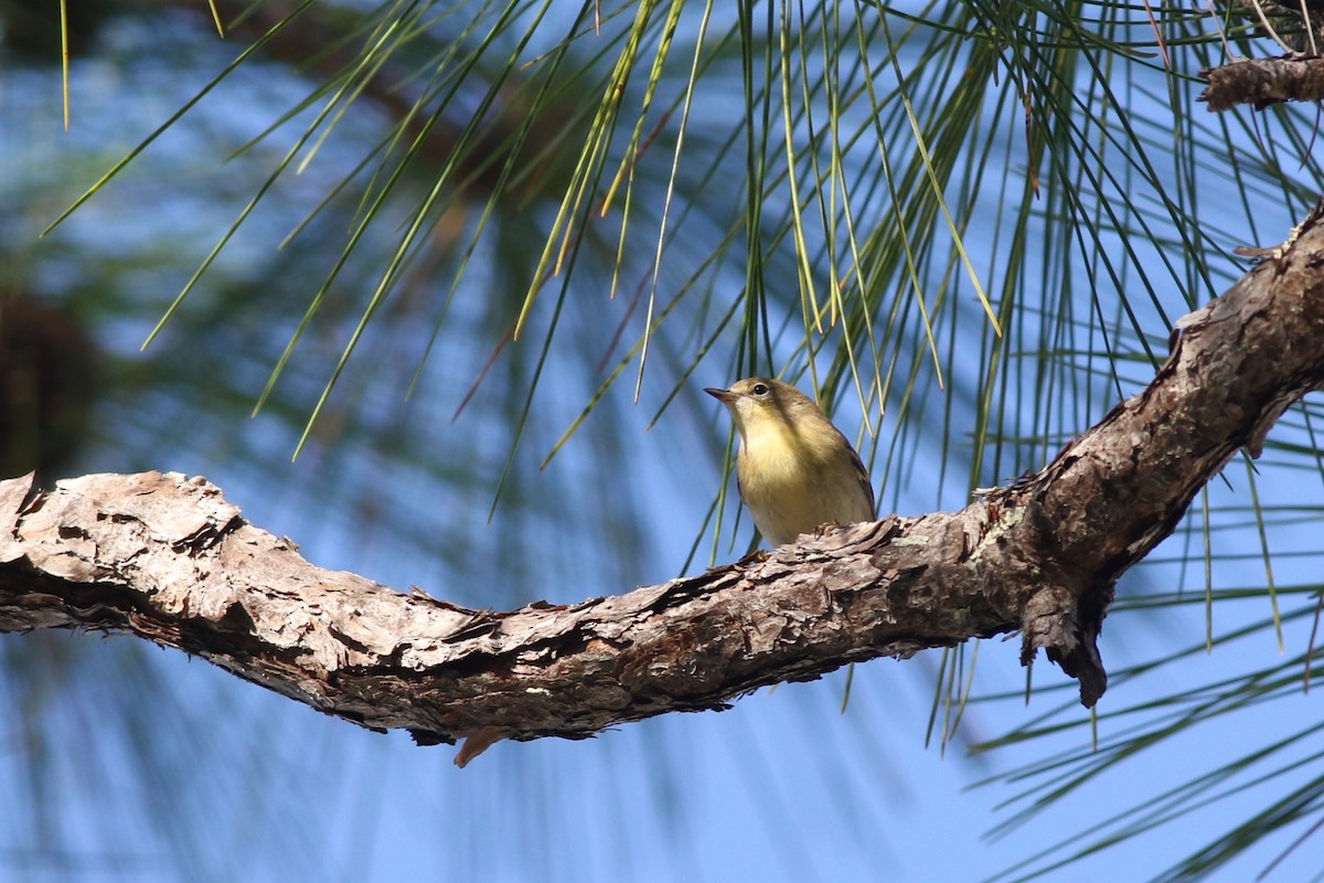 Pine Warbler - ML646403416