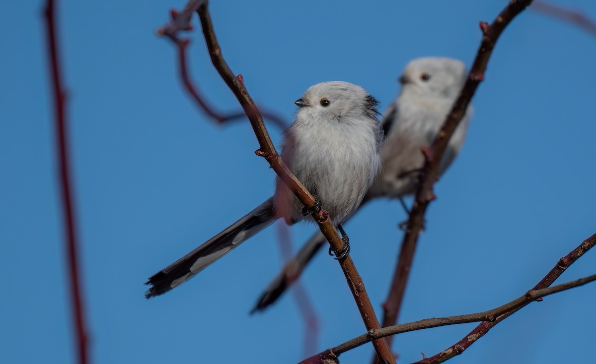 Long-tailed Tit - ML646403418