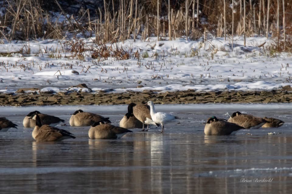 Ross's Goose - ML646403420