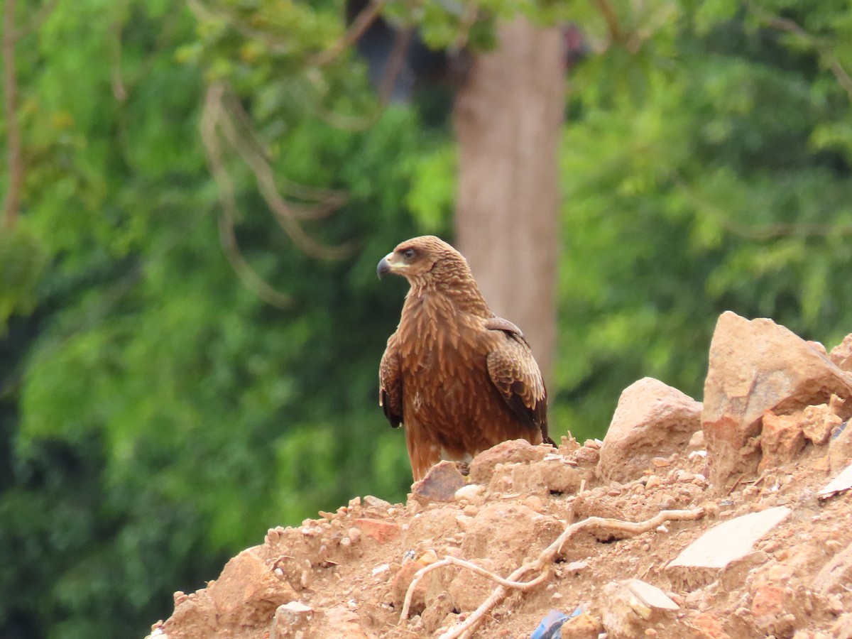 luňák hnědý - ML646403423