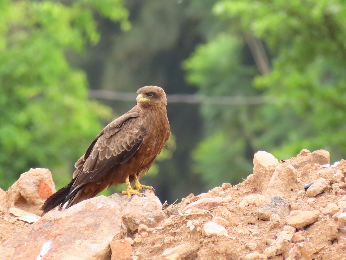 luňák hnědý - ML646403424