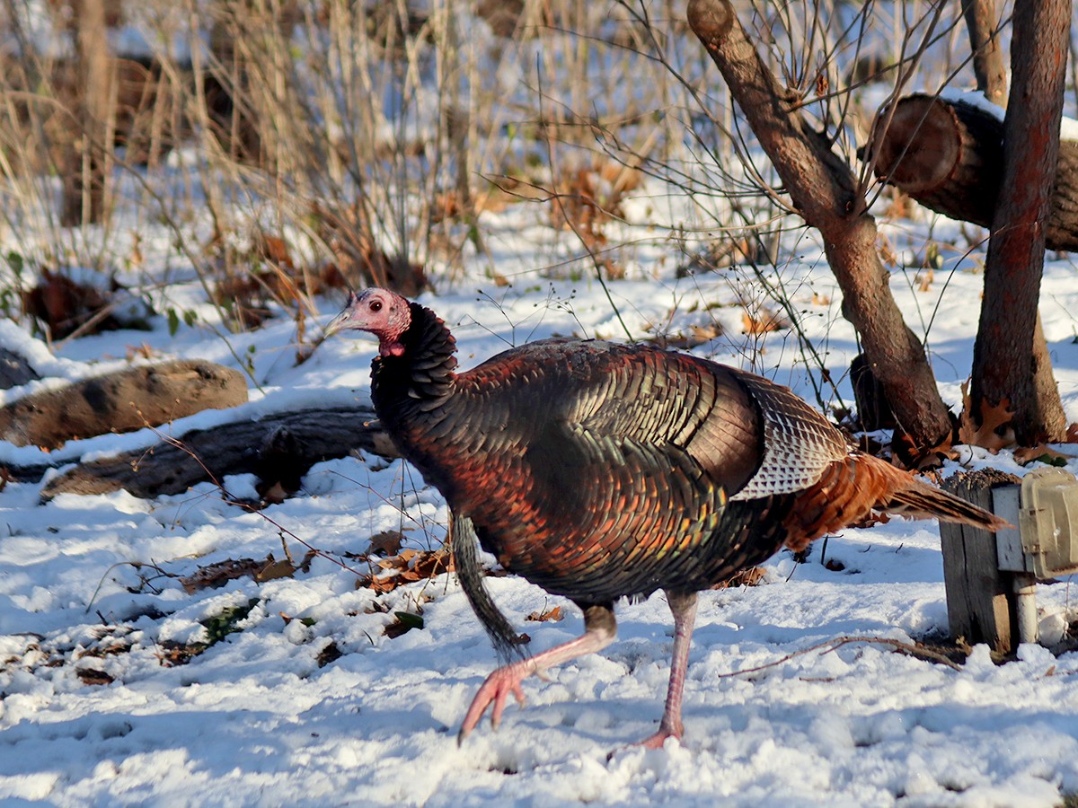 Wild Turkey - ML646403425