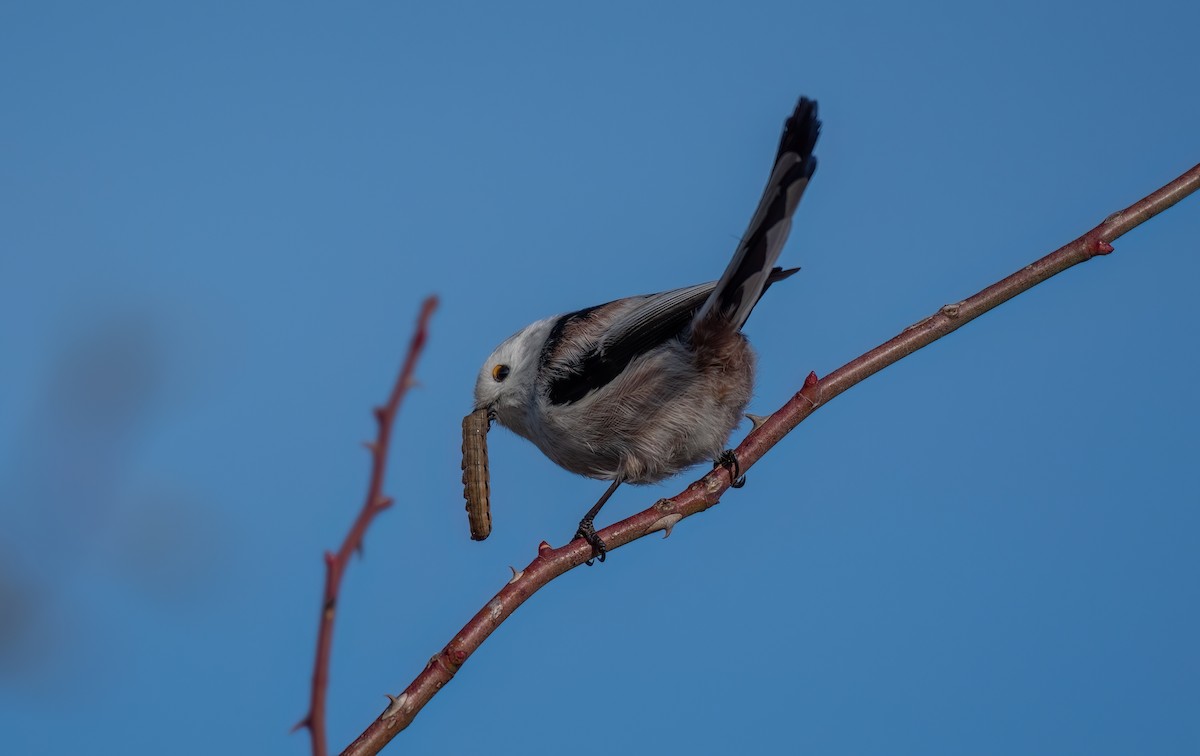 Long-tailed Tit - ML646403426
