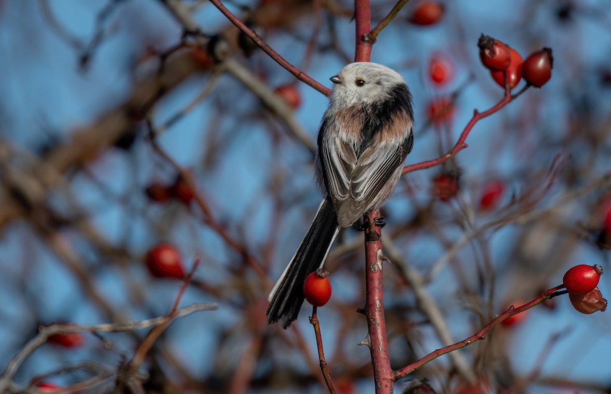 Long-tailed Tit - ML646403427