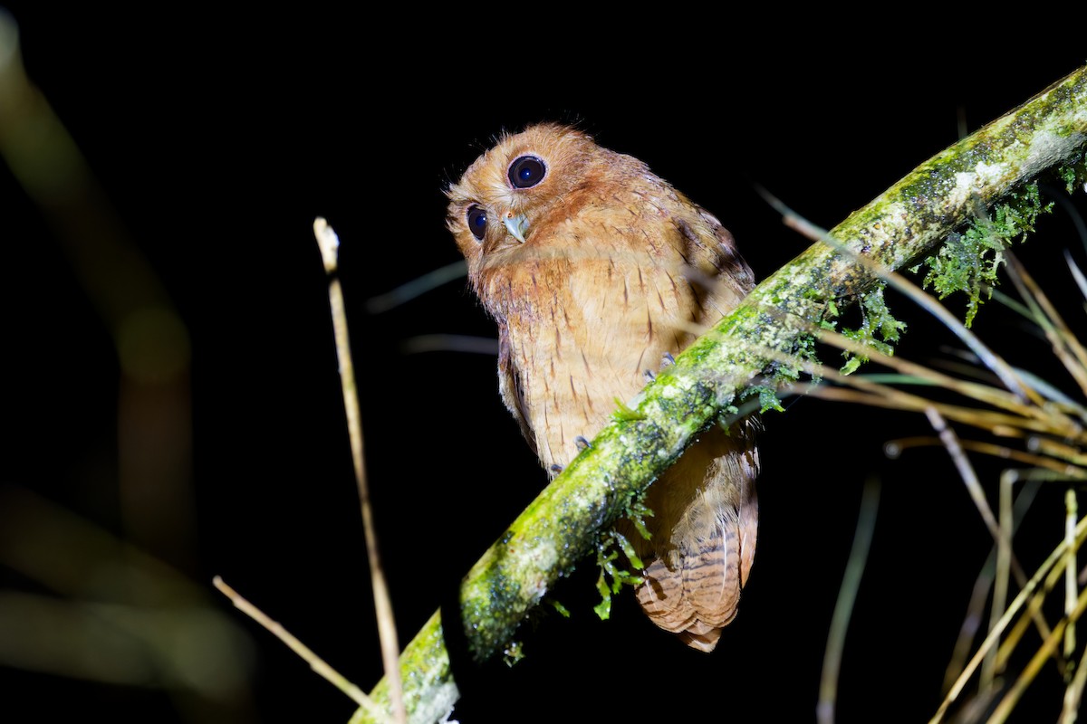 Cinnamon Screech-Owl - ML646403430