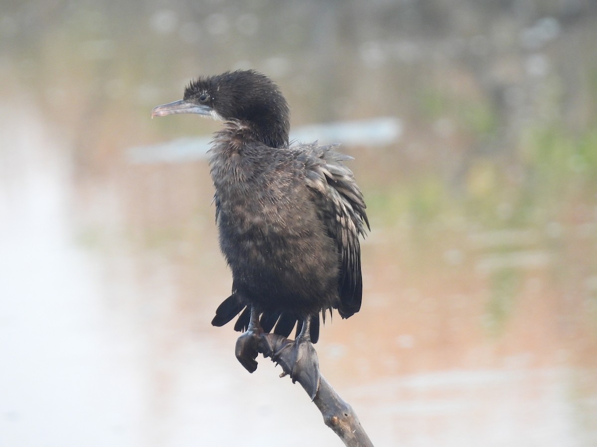 Little Cormorant - ML646403431