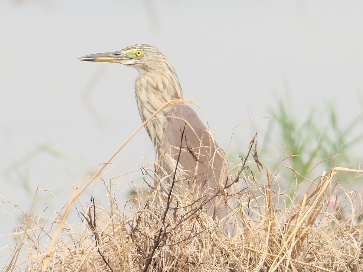 pond-heron sp. - ML646403432