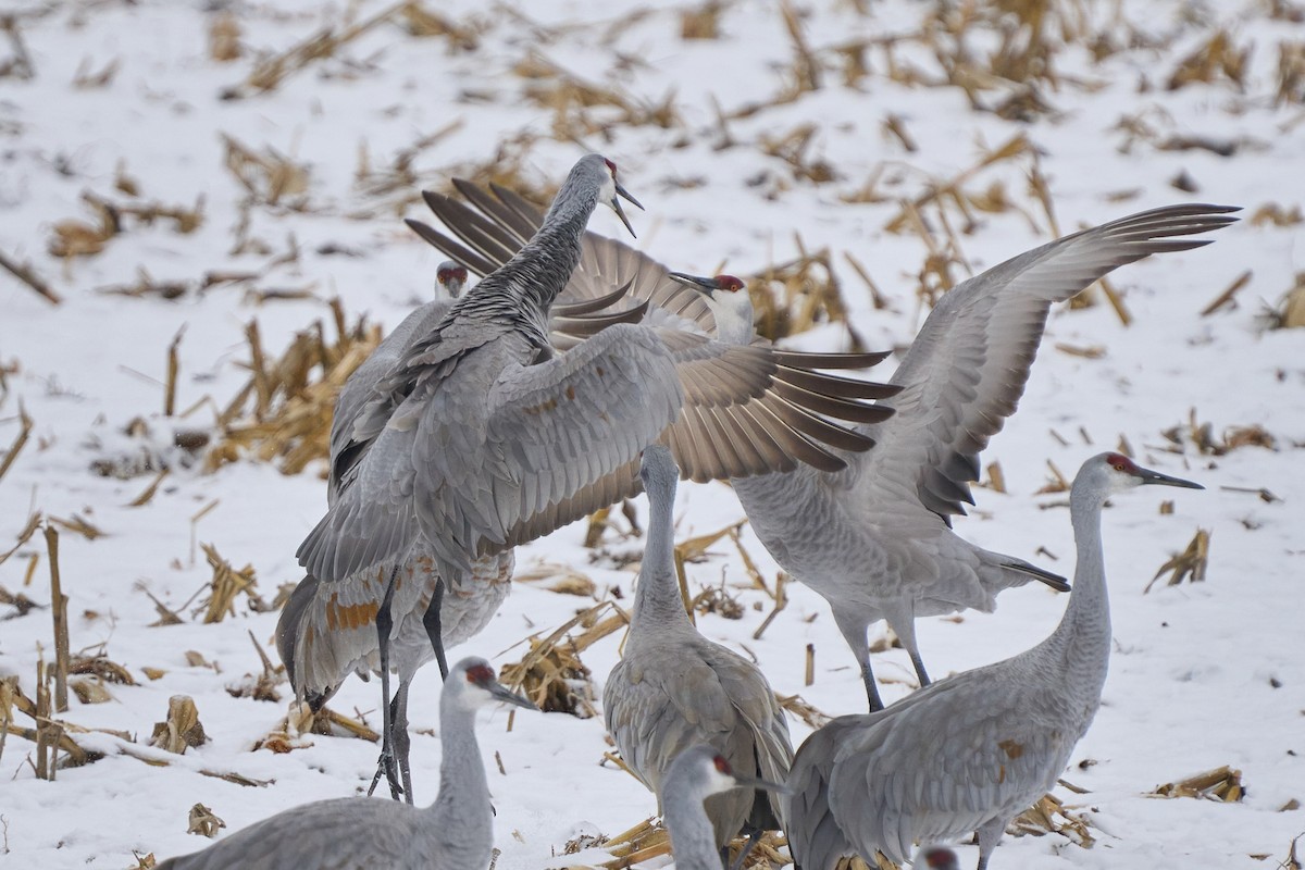 Sandhill Crane - ML646403433