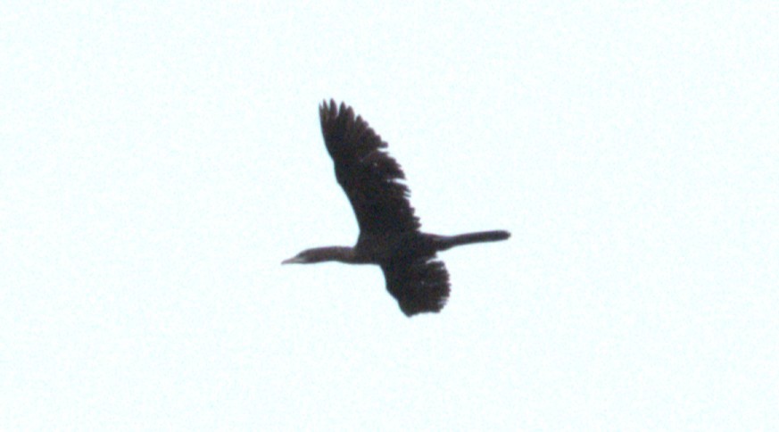 Little Cormorant - ML646403436