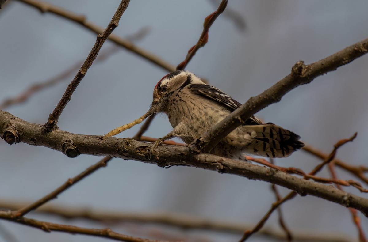 Lesser Spotted Woodpecker - ML646403439