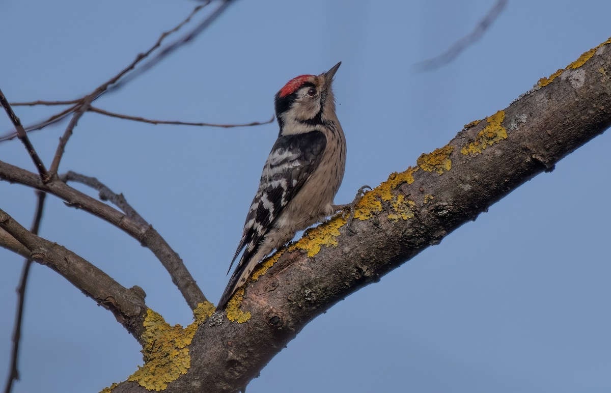 Lesser Spotted Woodpecker - ML646403440