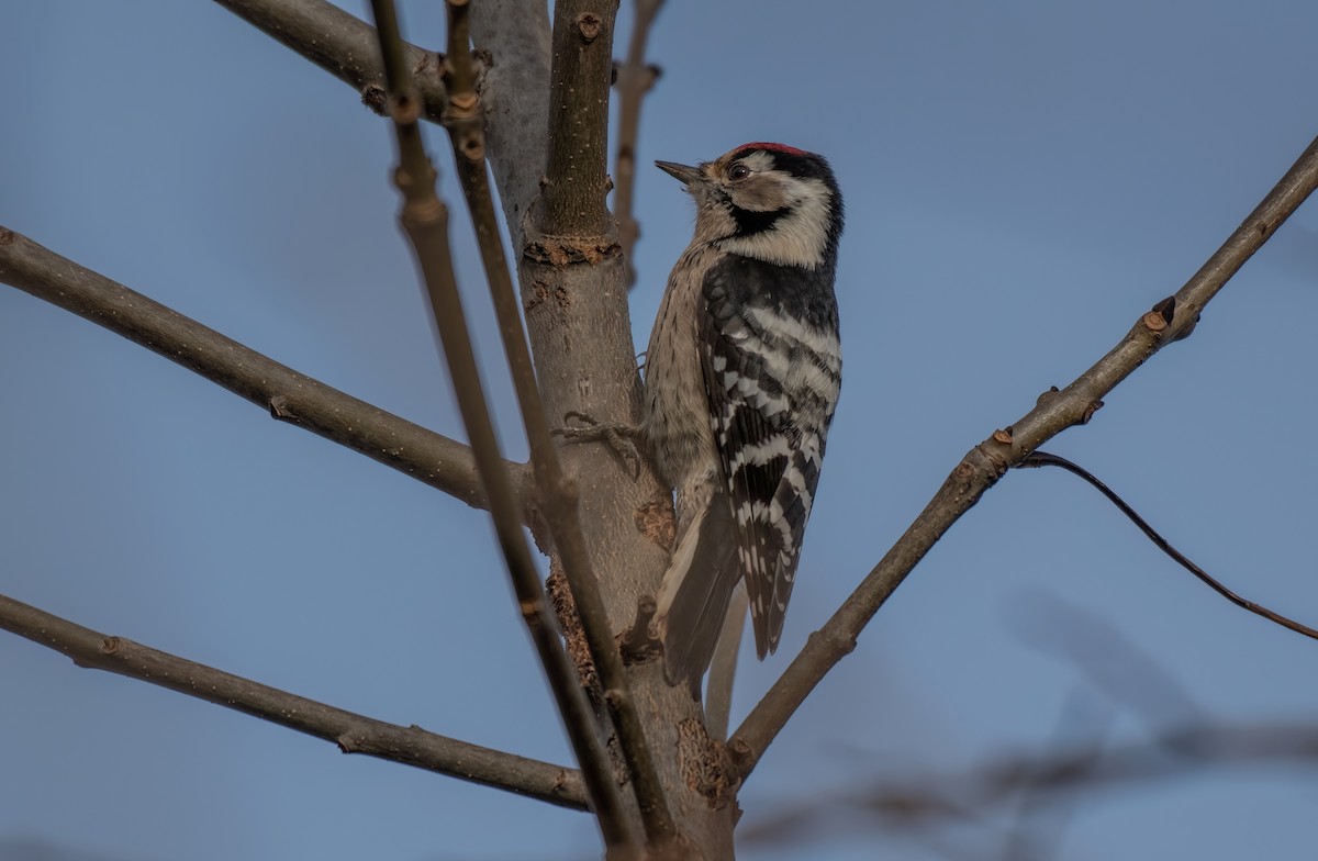 Lesser Spotted Woodpecker - ML646403441