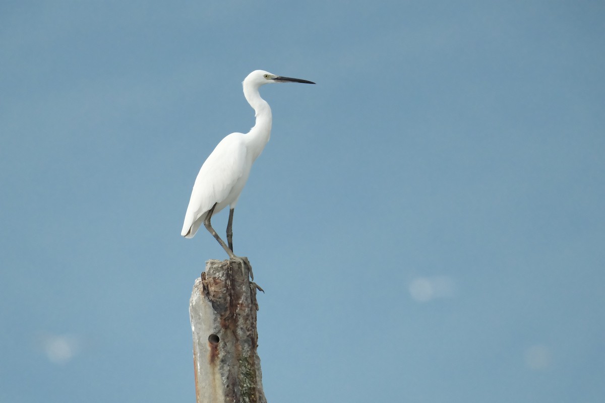 Little Egret - ML646403445