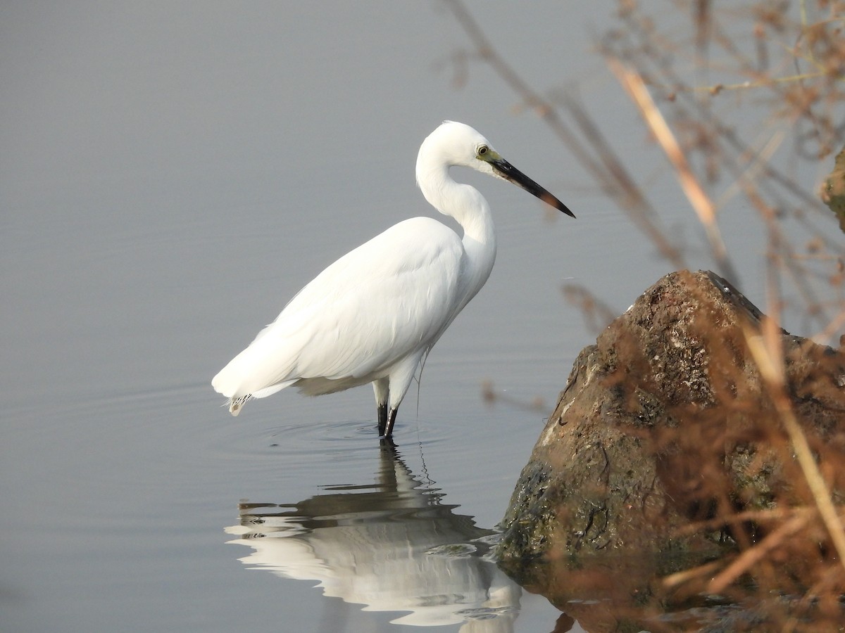 Little Egret - ML646403446