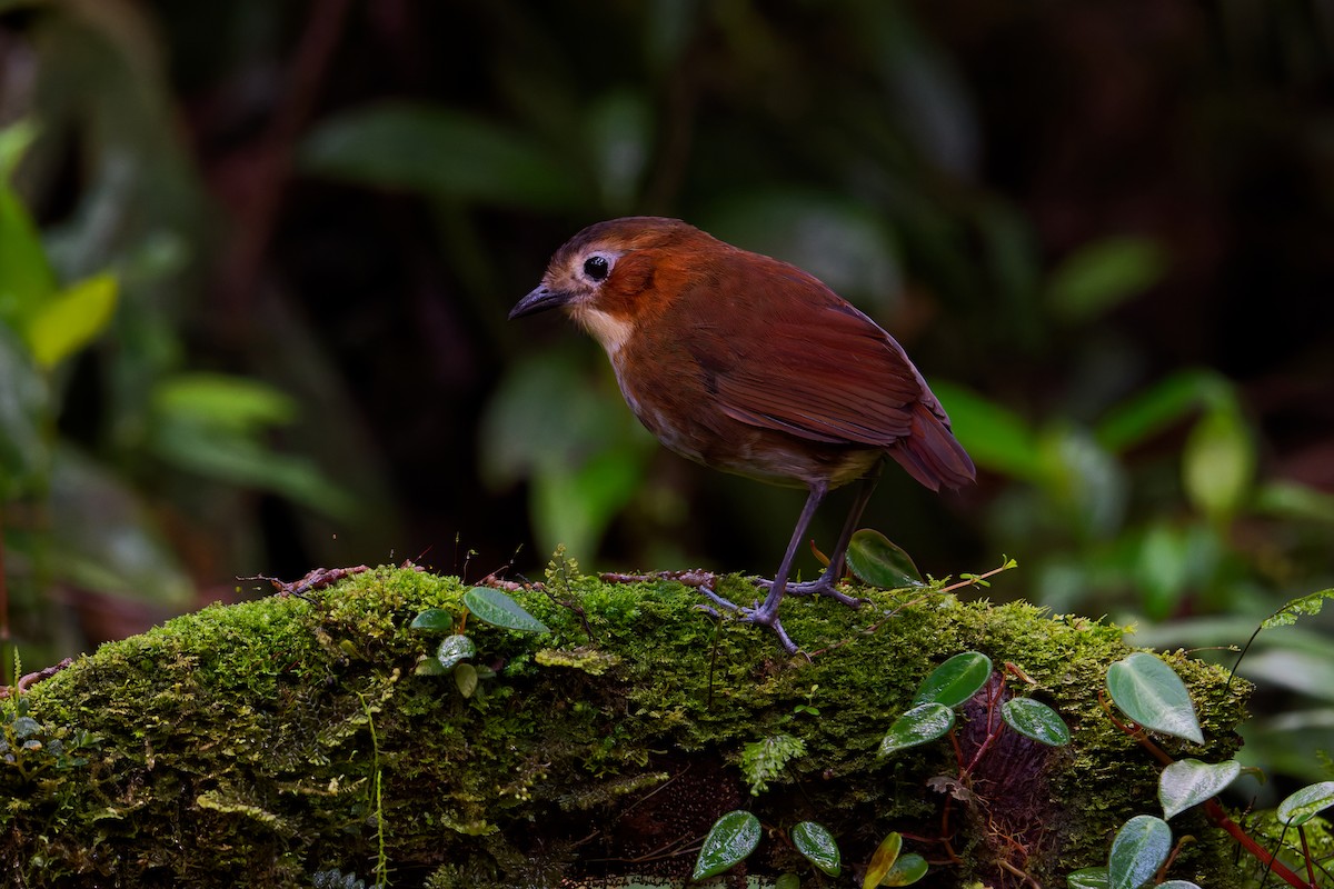 Rusty-tinged Antpitta - ML646403450