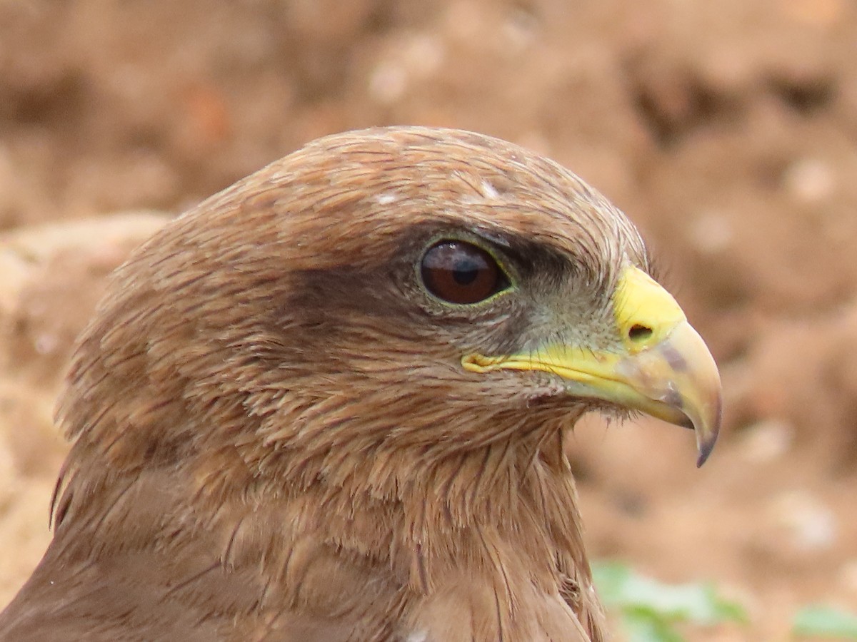 luňák hnědý - ML646403451