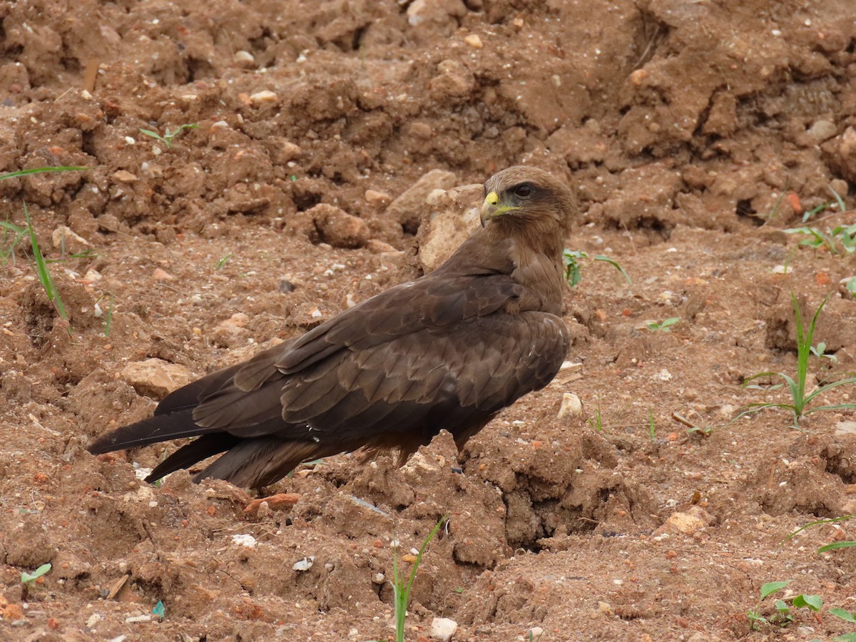 luňák hnědý - ML646403452