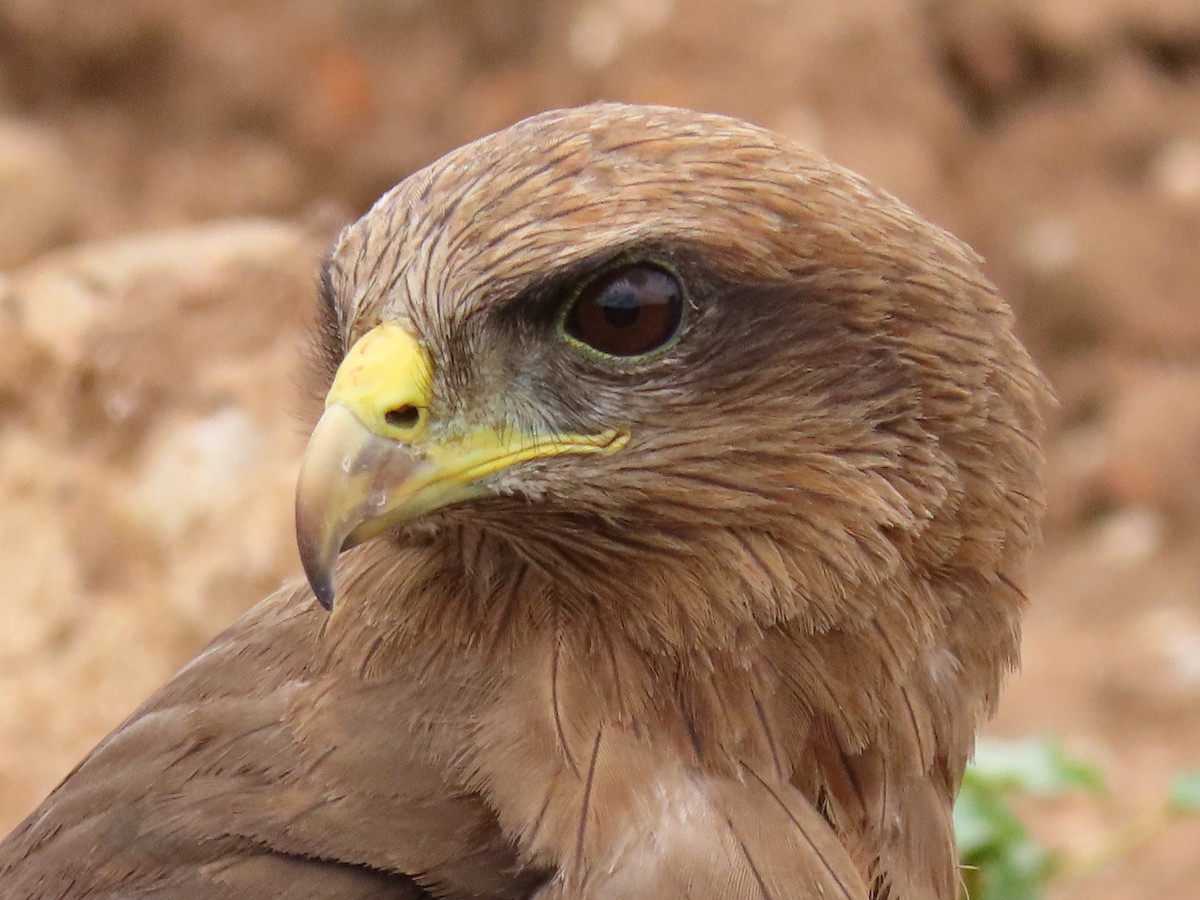 luňák hnědý - ML646403453