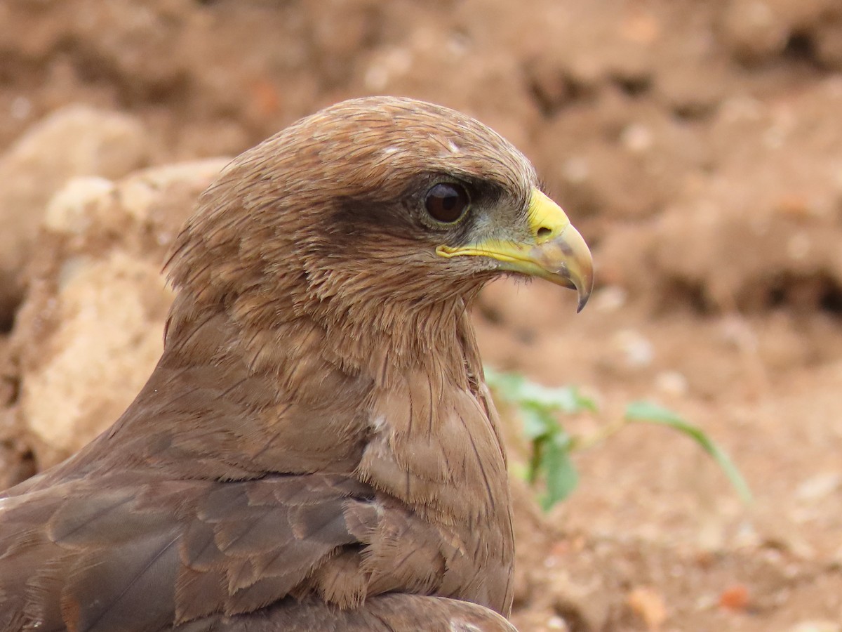 luňák hnědý - ML646403454