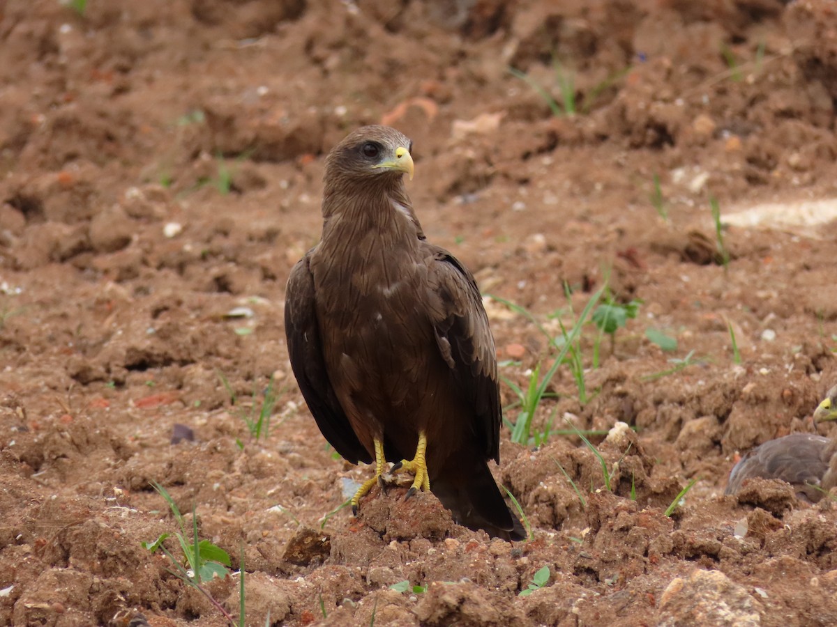 luňák hnědý - ML646403455