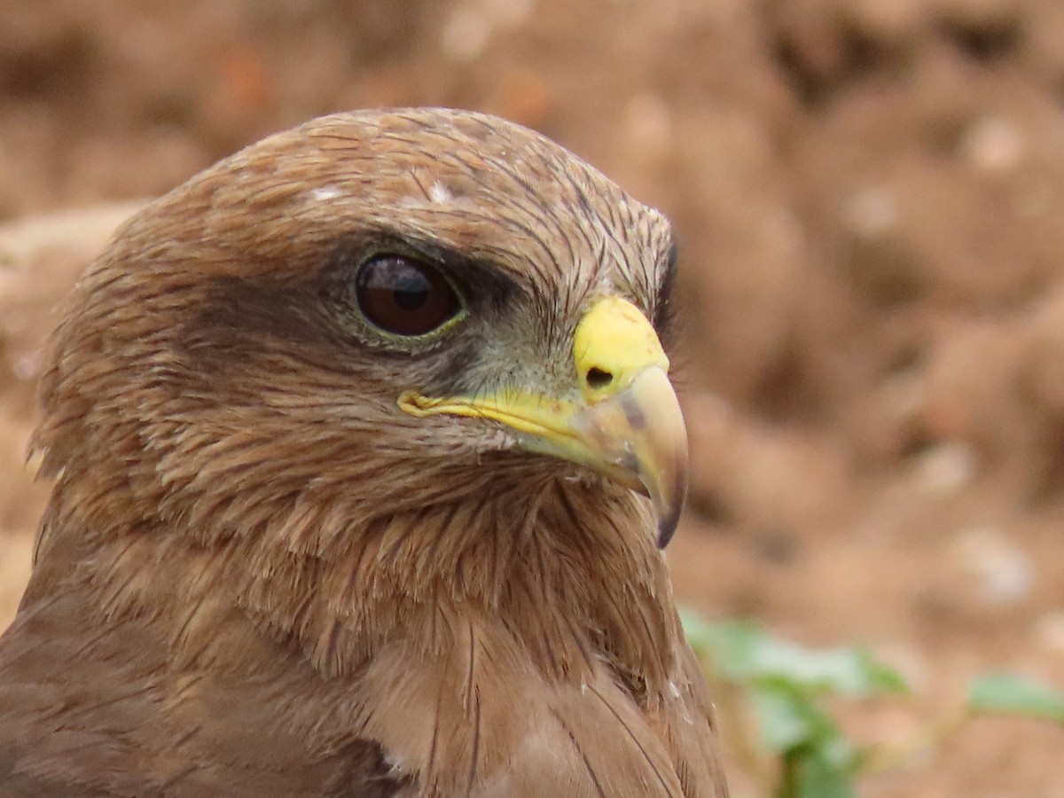 luňák hnědý - ML646403456