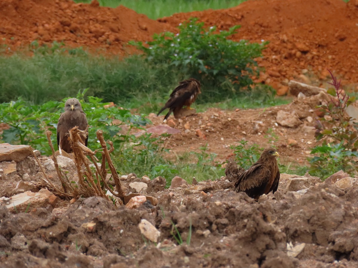 luňák hnědý - ML646403459